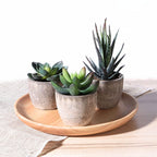 Verdea Artificial Succulent Plant Decor — product feature detail