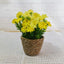 Lemonade Bloom