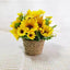 Sunshine Bloom