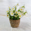 Snowdrop Bloom