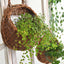 Chestnut Basket