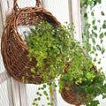 Maison Handwoven Hanging Basket — size and scale reference